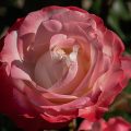 Edelrose