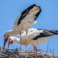 Weißstorch (Ciconia ciconia)