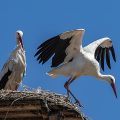 Weißstorch (Ciconia ciconia)