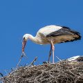 Weißstorch (Ciconia ciconia)