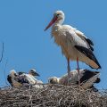 Weißstorch (Ciconia ciconia)