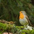 Rotkehlchen (Erithacus rubecula)