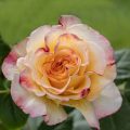 Edelrose