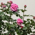 Edelrosen
